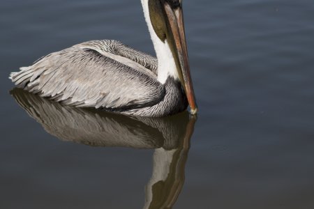 Pelikaan in Hurricane Bay, Myers Beach